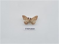 藏品(尺蛾432)的圖片